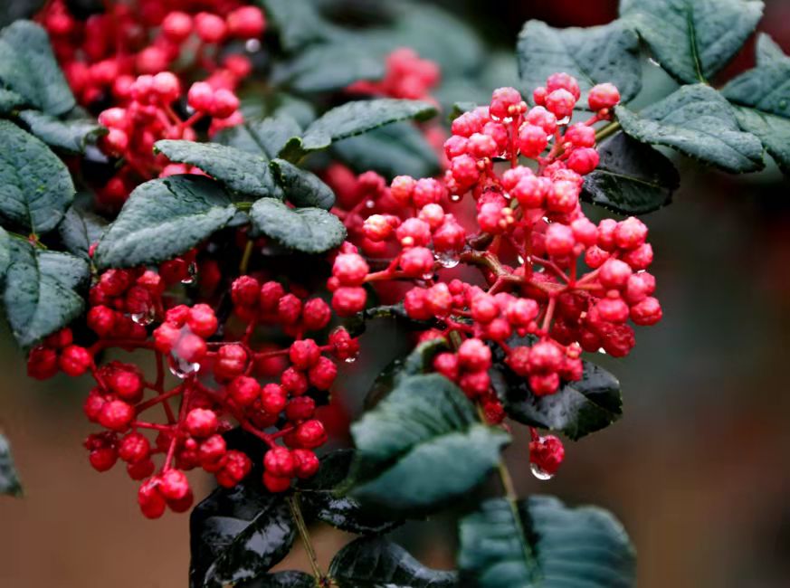 1632030737709940.jpg 甘肅大紅袍花椒.jpg